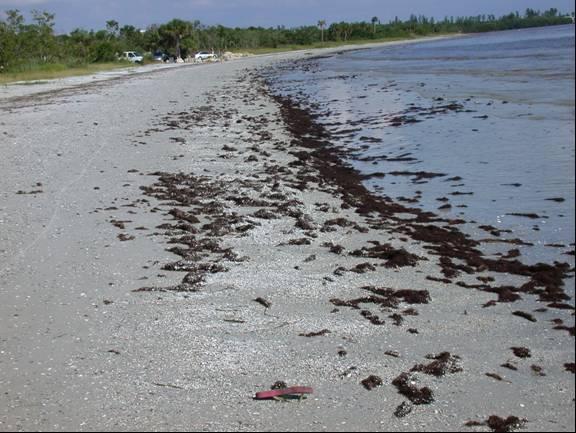 P46-Bunche Beach County Preserve, mudflats west of the parking area at low tide. Red Drift Algae is present in the intertidal zone.