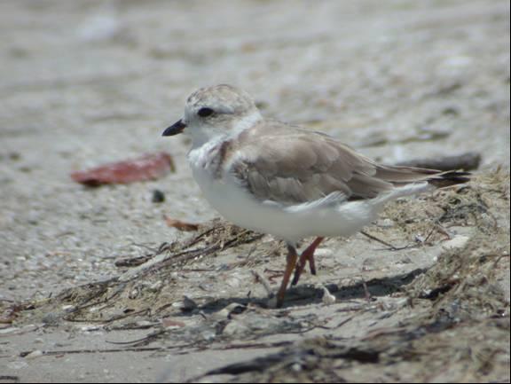 During the surveys, four to five Piping Plovers were usually present.
