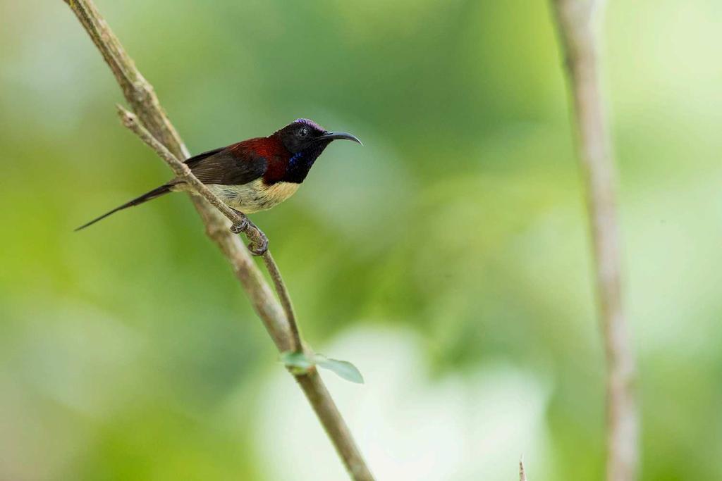 While enjoying lunch we were entertained by this stunning male Black-throated Sunbird.