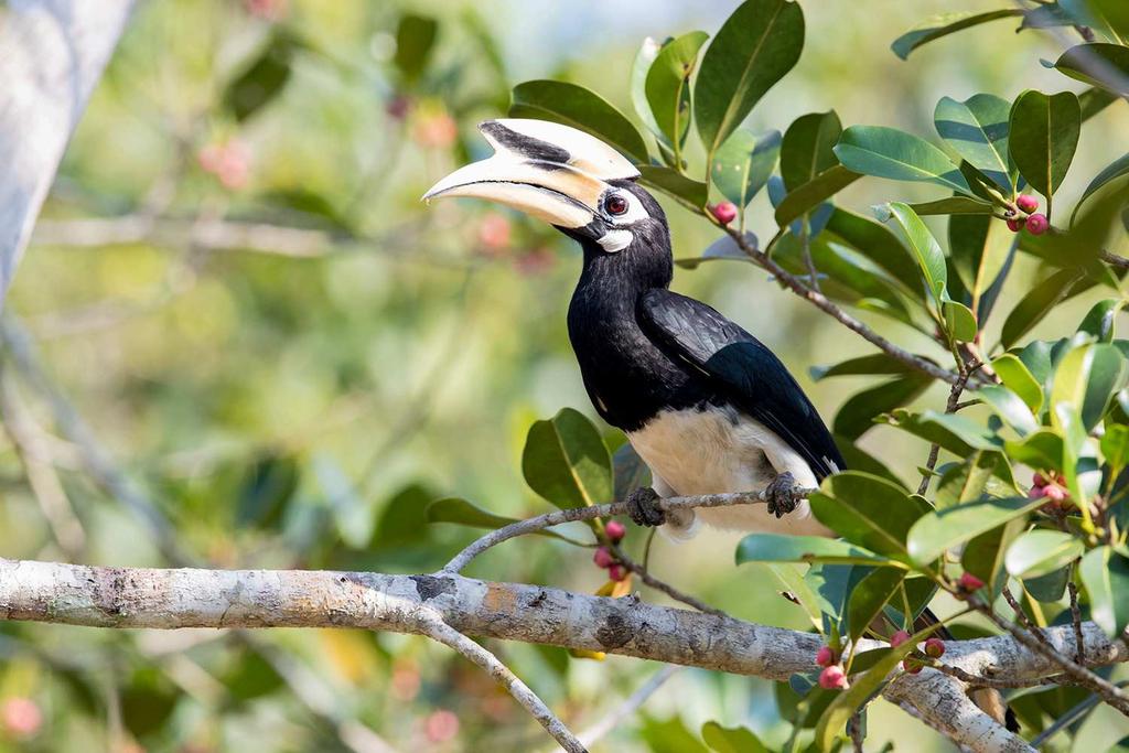 Emerging from the hide we were greeted by another iconic Asian bird the Oriental Pied-hornbill busily feeding just above eye level in a fruiting tree. Could you ask for a better start to a morning?