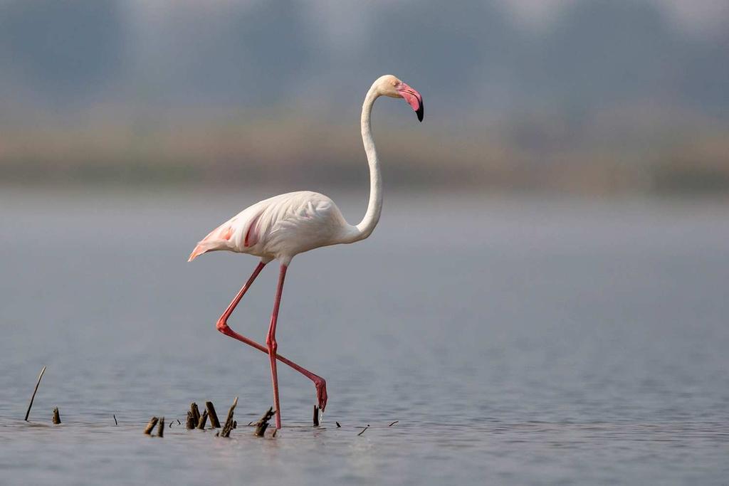 DAY TEN (06 th March): I have to say I wasn t expecting to see a Greater Flamingo on this trip.