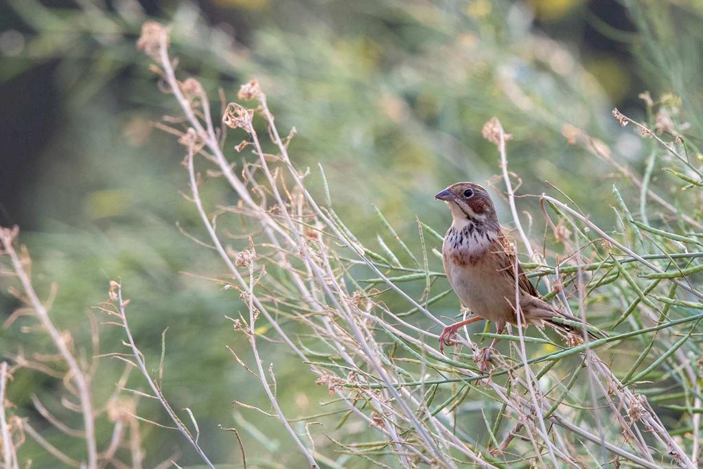 One of the many amazing birds we found at Tha Ton Rice Paddies, Chestnut-eared Bunting.