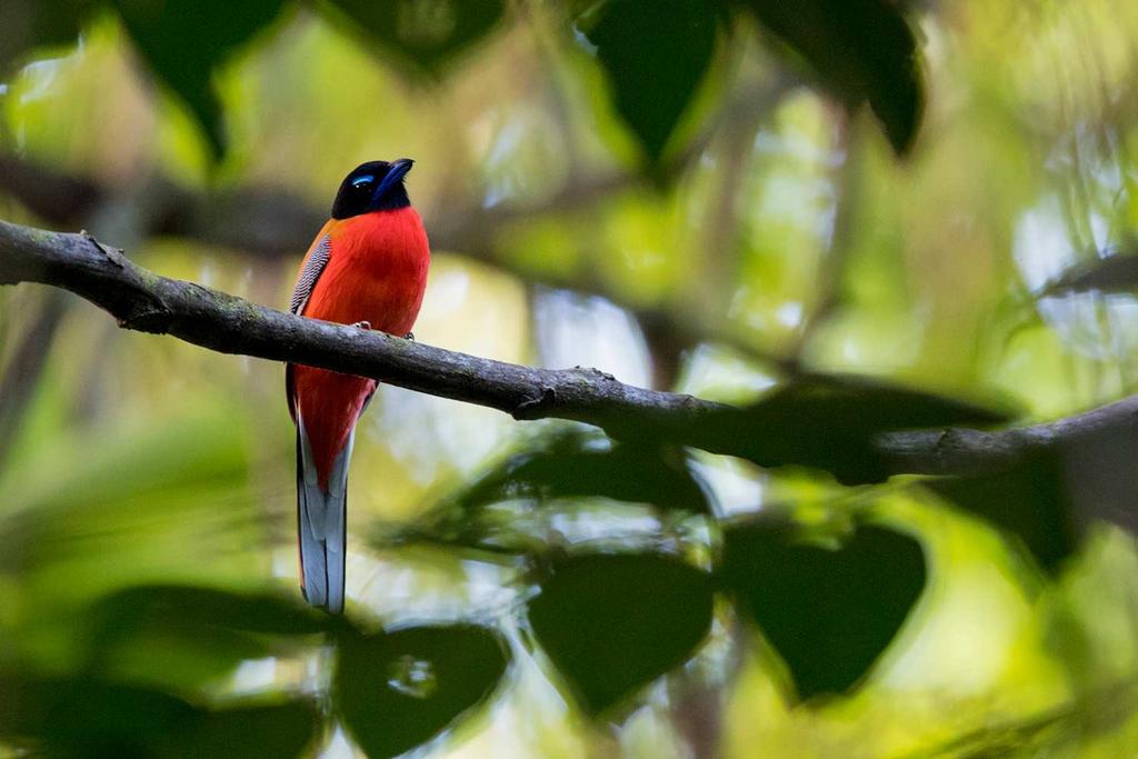 We got extremely lucky with this view of a male Scarlet-breasted Trogon. Next we explored the start of the waterfall trail, we didn t get far and had Banded Broadbills calling above us.