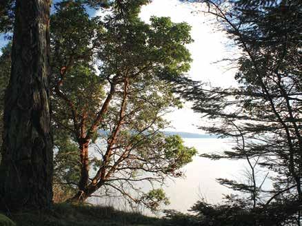 Seashore Field Guide EVERGREEN ARBUTUS [illus: arbutus] On many shores in southern British