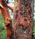 They often lean to the sea. In Canada, arbutus trees are unique. They have leaves year-round.