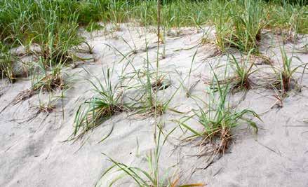 Seashore Field Guide GRASS AT THE SEASHORE [illus of eelgrass (Zostera marina)] saltgrass Different kinds of grasses live in different kinds of