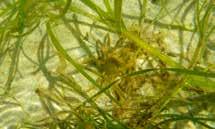 Eelgrass can grow more than a metre long. Its leaves are flat, and its flowers are tiny.