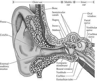 APPENDIX A. ANATOMY OF THE AUDITORY SYSTEM Figure A.1: The outer, middle and inner ear and their different organs. to the auditory canal.