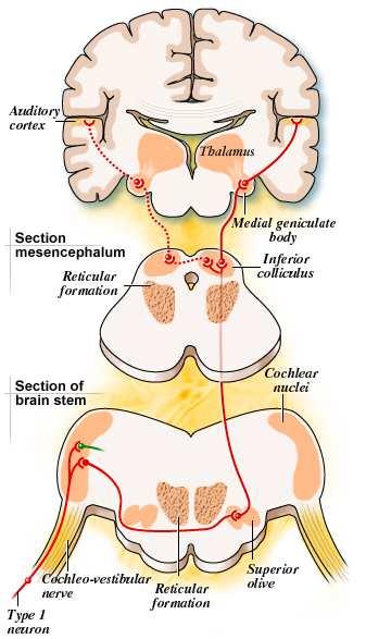 APPENDIX A. ANATOMY OF THE AUDITORY SYSTEM 7. Medial geniculate nucleus (MGN). 8. Auditory Cortex (AC).