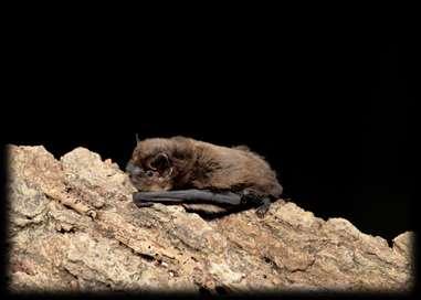 Common pipistrelle Common pipistrelle - our smallest and most common bat Roosts in buildings, behind hanging tiles or boarding and in cavity walls