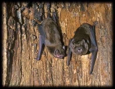 Noctule Large bat - predominantly tree roosting Emerges just after sunset, often while still light Long thin wings, flies high and