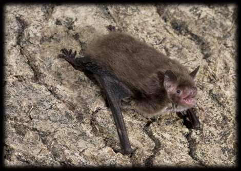 Daubenton s bat Medium sized bat also known as the water bat Emerges between 30-60 minutes