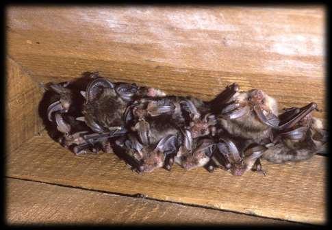 Brown long-eared bat Brown long-eared bats are widespread and abundant Roosts in houses and barns Very quiet