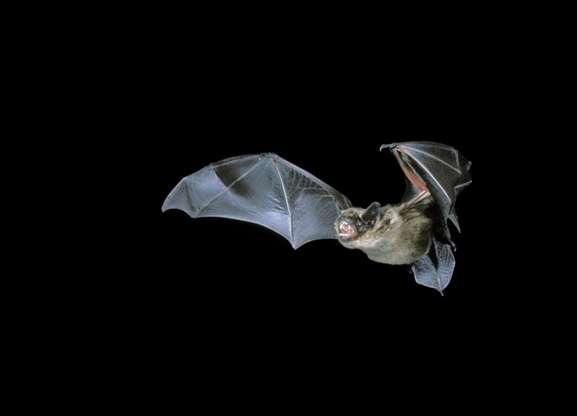 Bats are brilliant Bats