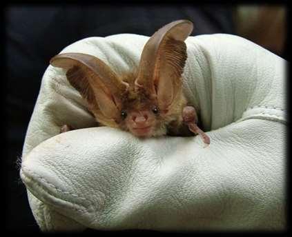 Our British bats 18 native species 17 of which are known to be breeding in the UK One third of all our