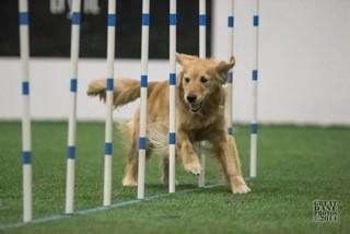 Volume 15, Issue 1 Page 13 August Agility Trial Spring is coming very quickly, then it will be summer before we know it. Which means that the club s summer agility trial is coming.