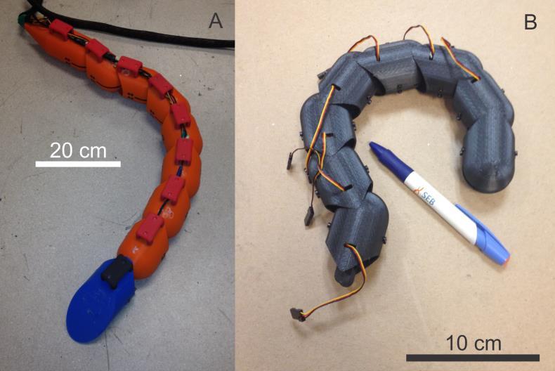 Robotic experiments During the period of this grant, we began development of a robophysical" multipurpose robotic snake, which will eventually be capable of both effective locomotion and adopting a
