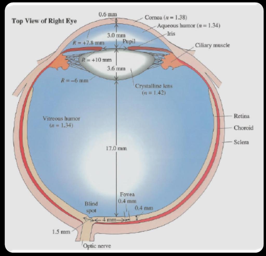 The Human Eye n (Refractive Index) = c/v where c is the