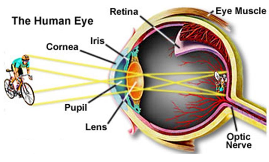The Human Eye http://www.olympusmicro.
