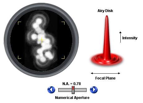 Image Formation Numerical Aperture and Image Resolution The image formed by a perfect, aberration-free objective lens at the intermediate image plane of a microscope is a diffraction pattern produced