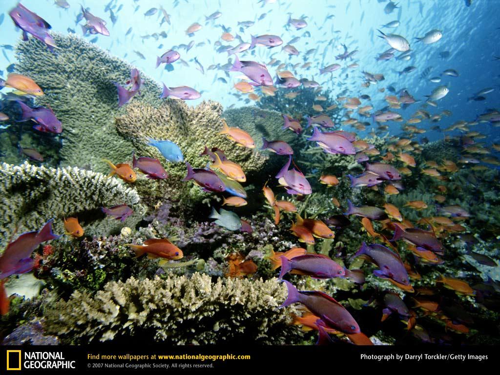 http://environment.nationalgeographic.com/staticfiles/ngs/shared/staticfiles/environm ent/images/habitat/anthias-200414443-001-lw.