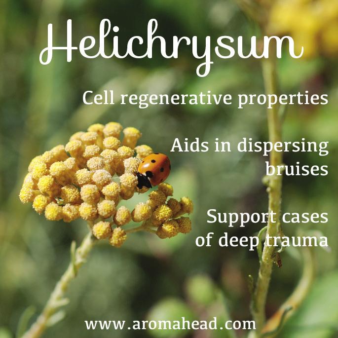 angustifolia) and Helichrysum (H.