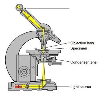 Microscopy ( greek mikros = small; skopein = to observe) Zacharias Jansen put several lenses in a tube (first compound microscope) and the object near the end of tube appeared to be greatly enlarged,