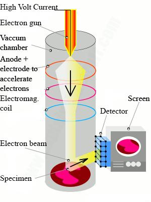 Electrons do have poor penetrative power hence, the specimen for electron microscopy should be extremely thin and dry.