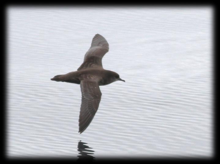 Short-tailed shearwaters (Ardenna tenuirostris) Conduct the