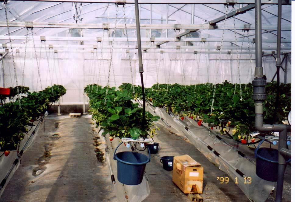 Advantages of development of strawberry harvesting robot 1. Small fruit growing range 2. Relative few obstacles (stems and leaves) around fruits 3.