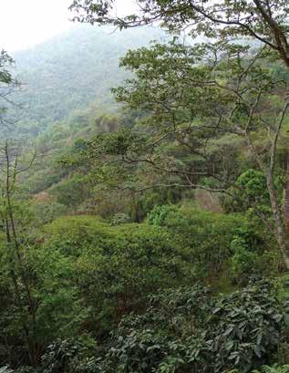 CONTINENTAL THREATS Shade-grown coffee and other agroforestry can provide bird-friendly and sustainable products while buffering the loss of tropical forests in the surrounding landscape.
