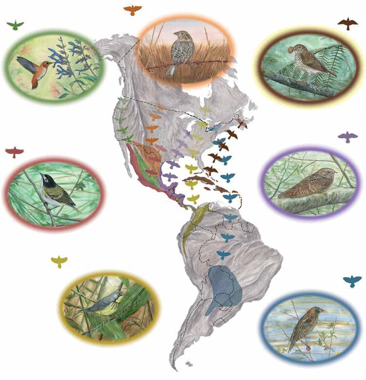 geographically throughout their life-cycle is critical to stabilizing and reversing declines for high-priority species.