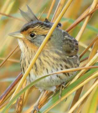 Several species of landbirds are entirely or largely endemic or restricted to the region, including the Watchlist species Saltmarsh Sparrow, Seaside Sparrow, and Bachman s Sparrow.