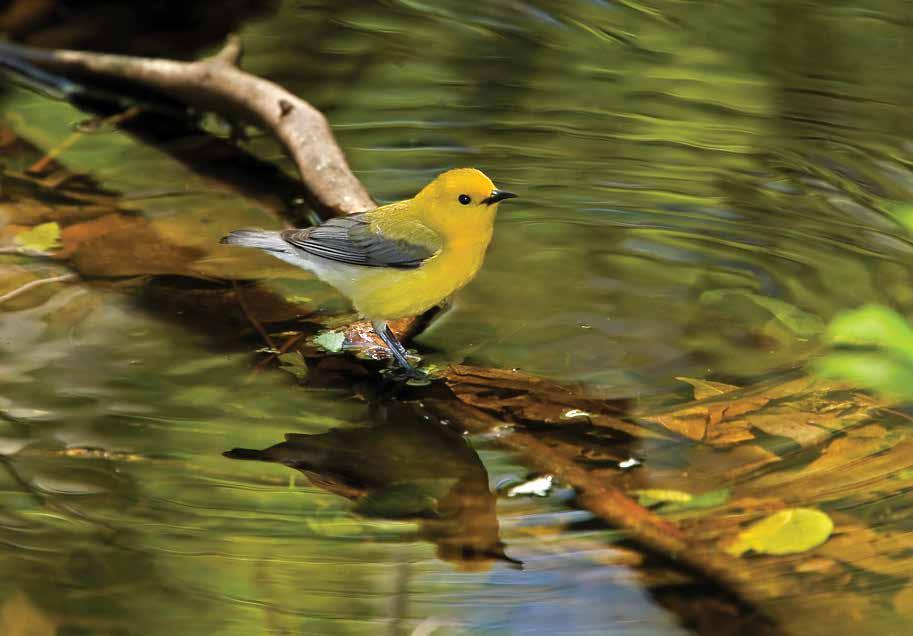 Conservation of forested wetlands helps declining species such as the Prothonotary Warbler. The Joint Venture s habitat conservation work is good for wildlife and people too.
