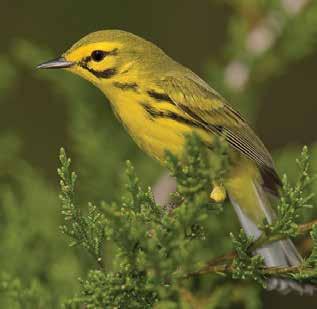 Thus, grassland and shrub species, such as Prairie Warbler, Field Sparrow, Bachman s Sparrow, and Northern Bobwhite, have suffered notable declines.