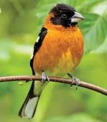 as well as landbirds breeding in riparian forest, grassland, and oak savanna.