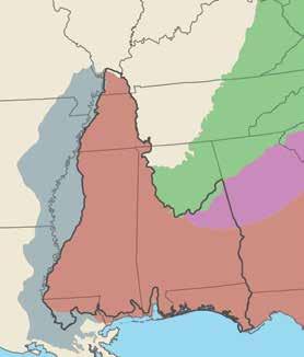 Today less than 3 percent remains due to changes in natural fire regimes and widespread conversion to loblolly and slash pine communities.