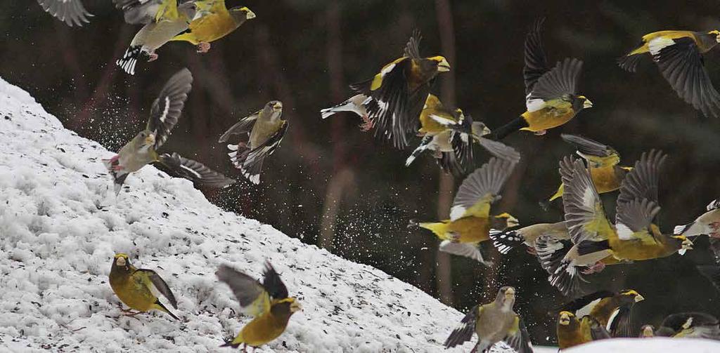 INTRODUCTION TO THE 2016 PLAN REVISION Flocks of Evening Grosbeaks descending on backyard bird feeders are becoming a rare sight, as they are among the fastest declining North American landbirds and