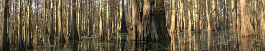 The Mississippi Alluvial Valley was once the largest and most productive forested wetland ecosystem in North America. But today less than one-third of the region s historic forest acreage remains.