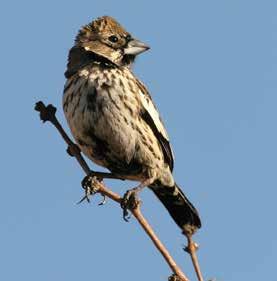 Forming the core of the range of many declining priority landbirds such as Lark Bunting and Chestnutcollared Longspur, the Joint Venture includes some of the most intact prairie landscapes in the