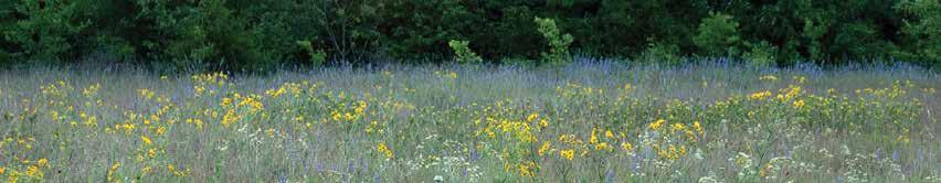 The Oaks and Prairies BCR encompasses 45 million acres that, historically, were predominantly large tallgrass prairie patches intermixed with patches of shrub and forest habitats.