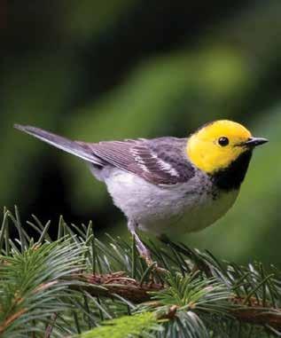Oak and prairie habitat is now among the Pacific Northwest s most threatened landbird habitats.