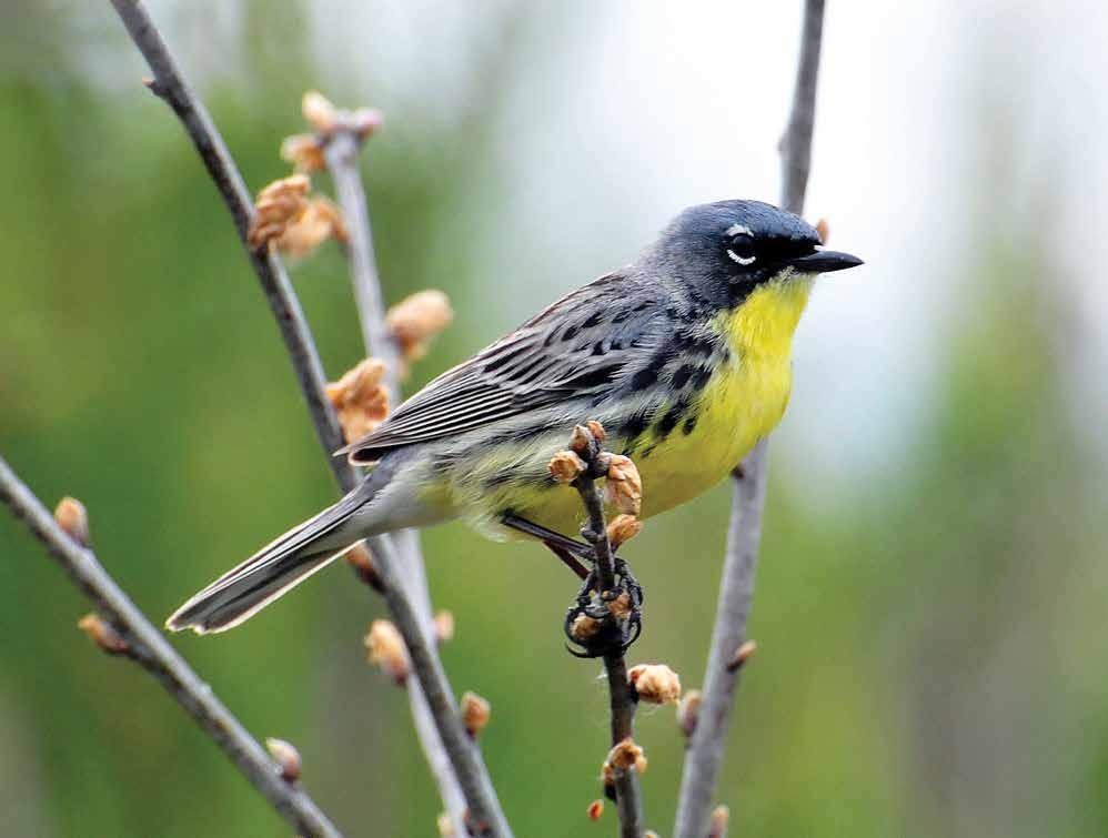Partner with the Northern Forest Birds Working Group to monitor, manage, and sustain populations of Boreal Hardwood Transition stewardship species such as Kirtland s Warbler.