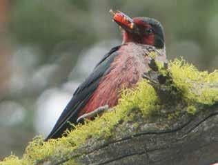 risk such as Lewis s Woodpecker and Black Swift.