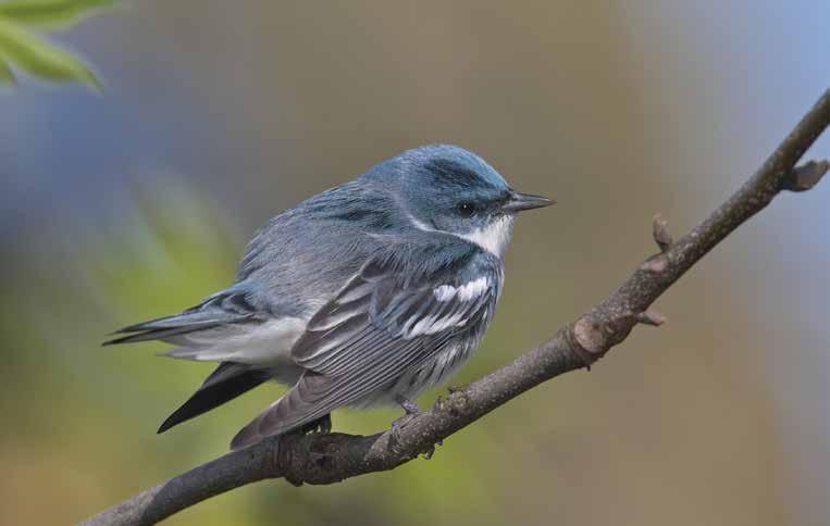 SPECIES OF CONTINENTAL CONCERN With nearly 450 breeding landbirds in the U.S. and Canada, and limited resources for conservation of terrestrial habitats, identifying the species most in need of