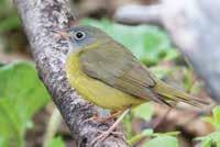 Inset: USFWS; USDA Inset: Matt Stratmaoen; USFWS The D Yellow Watch List species include many steeply declining Neotropical migrants needing full life-cycle conservation, such as the Connecticut
