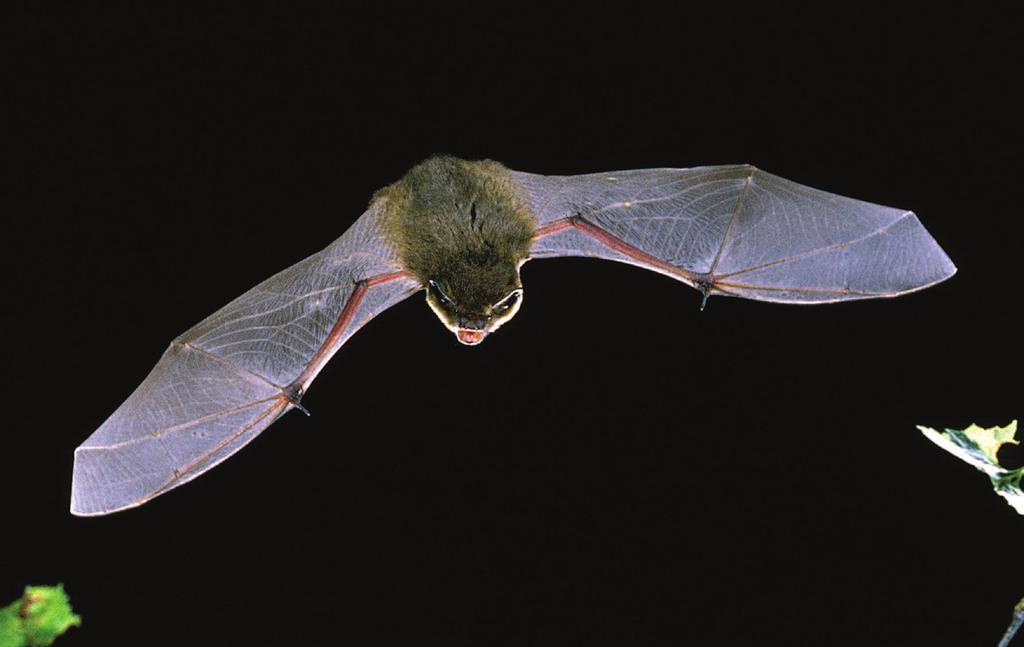 Help us count bats A guide to taking part in the National Bat Monitoring Programme There are 18 species of bat in the UK (of which 17 are known to be breeding here).
