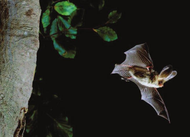 As well as being of great value to bat conservation, the surveys are fun and rewarding to carry out. Most surveys involve visiting a roost or potential foraging site on two evenings in the summer.