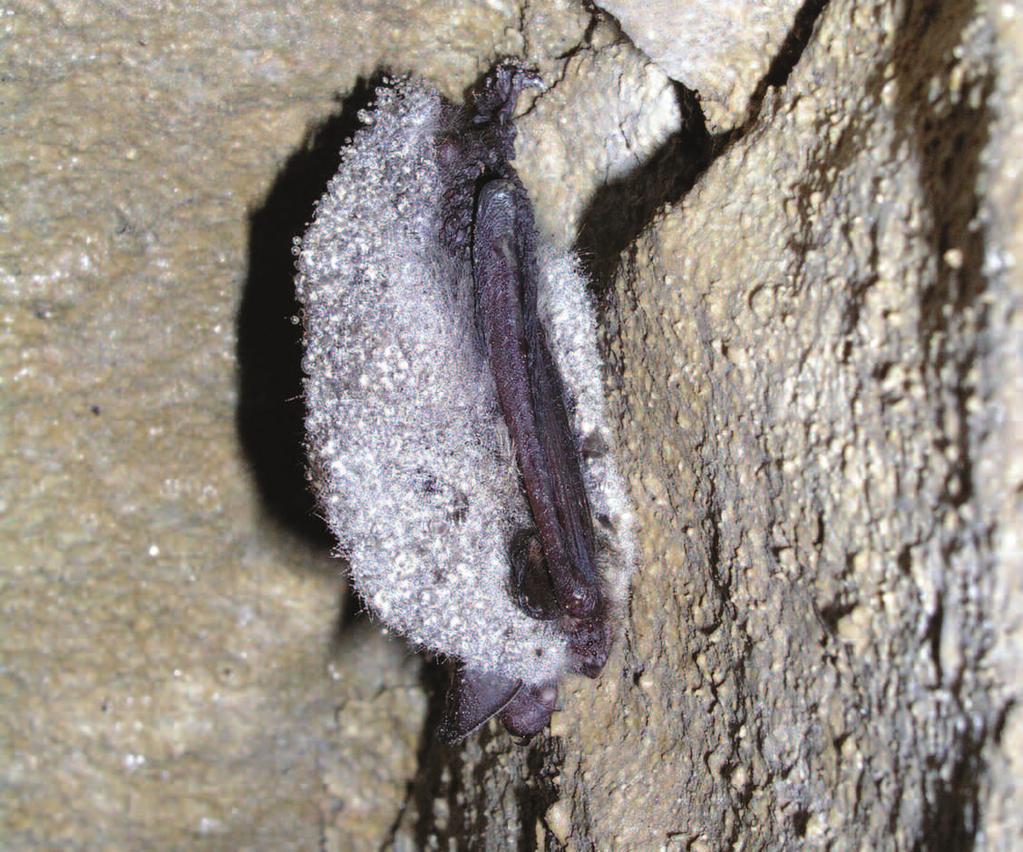 Field Survey Noctule, serotine, common pipistrelle and soprano pipistrelle bats.