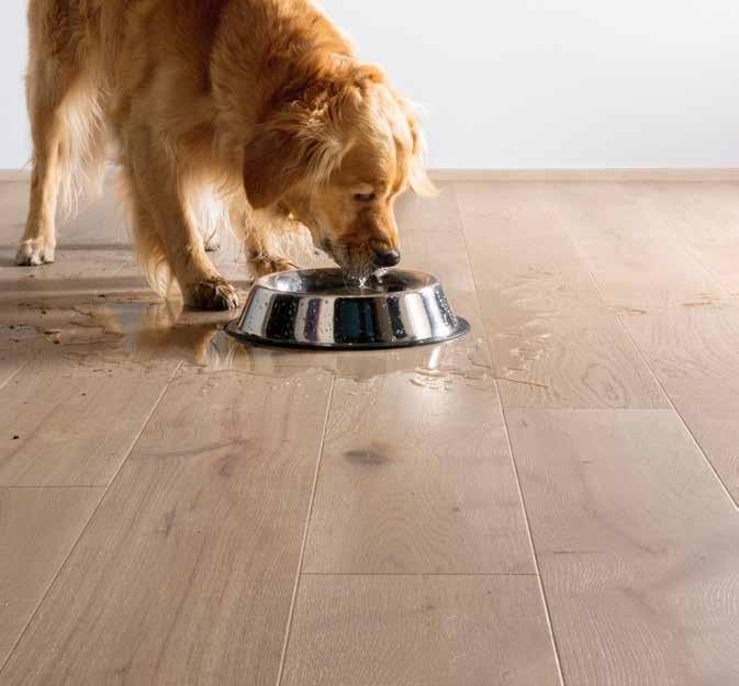 Authentic beauty meets easy living Maximum pleasure, easy maintenance All Quick-Step timber floors are finished with an advanced lacquer to give your floor added resistance to wear, marks and